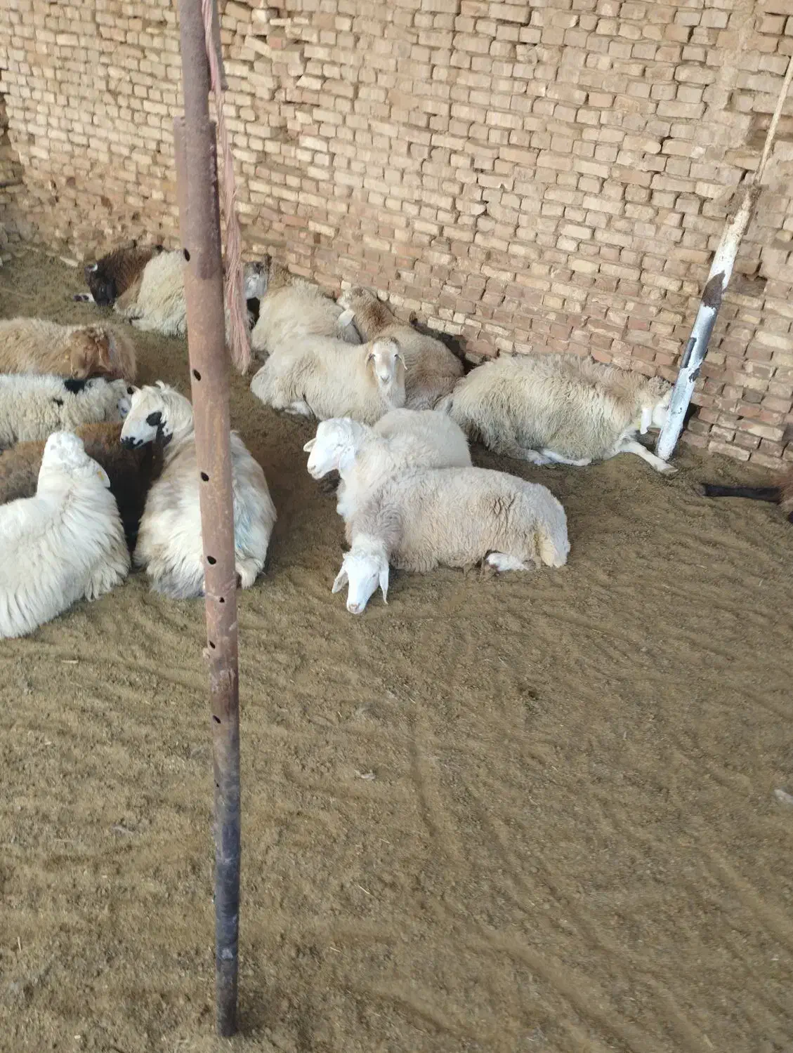 بره سنگین|حیوانات مزرعه|یزد, |دیوار