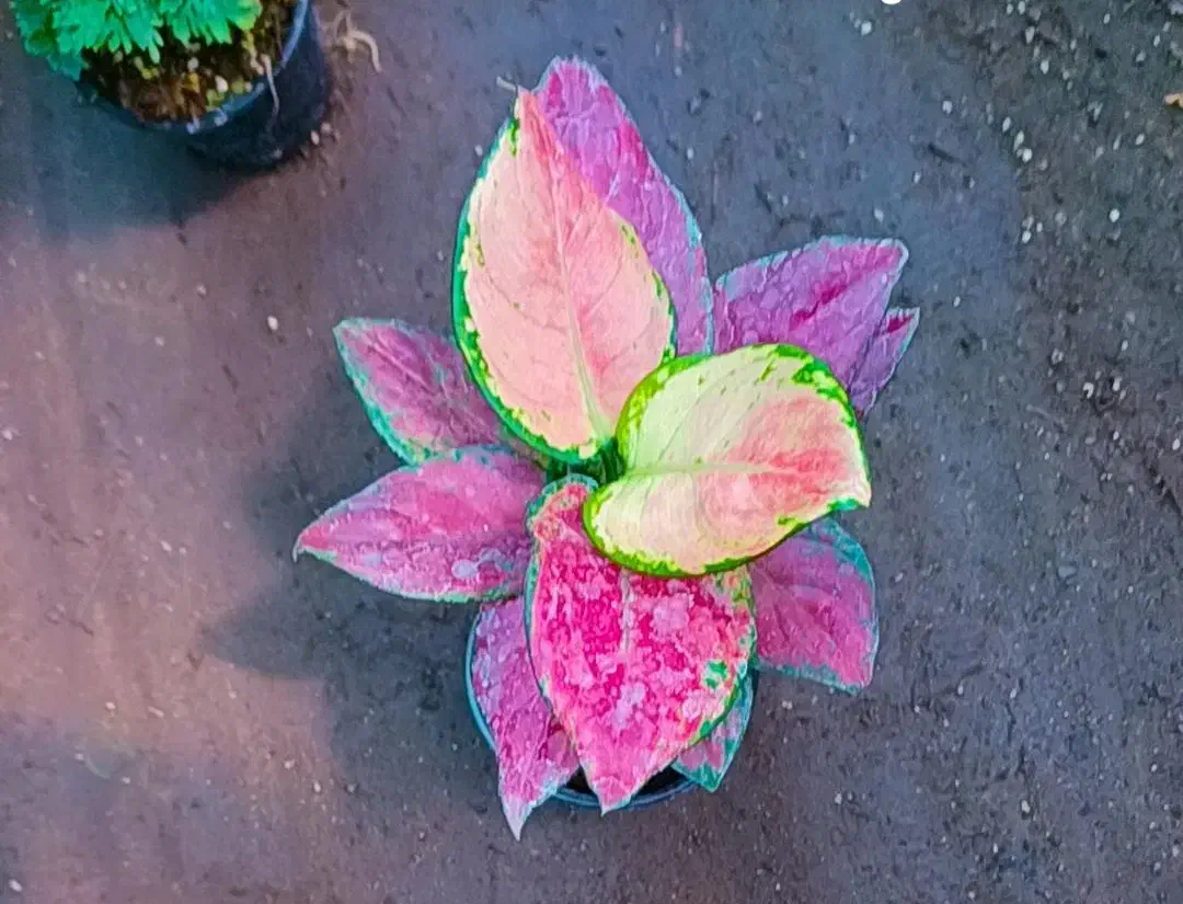 گل وگیاه|گل و گیاه طبیعی|بندرعباس, |دیوار