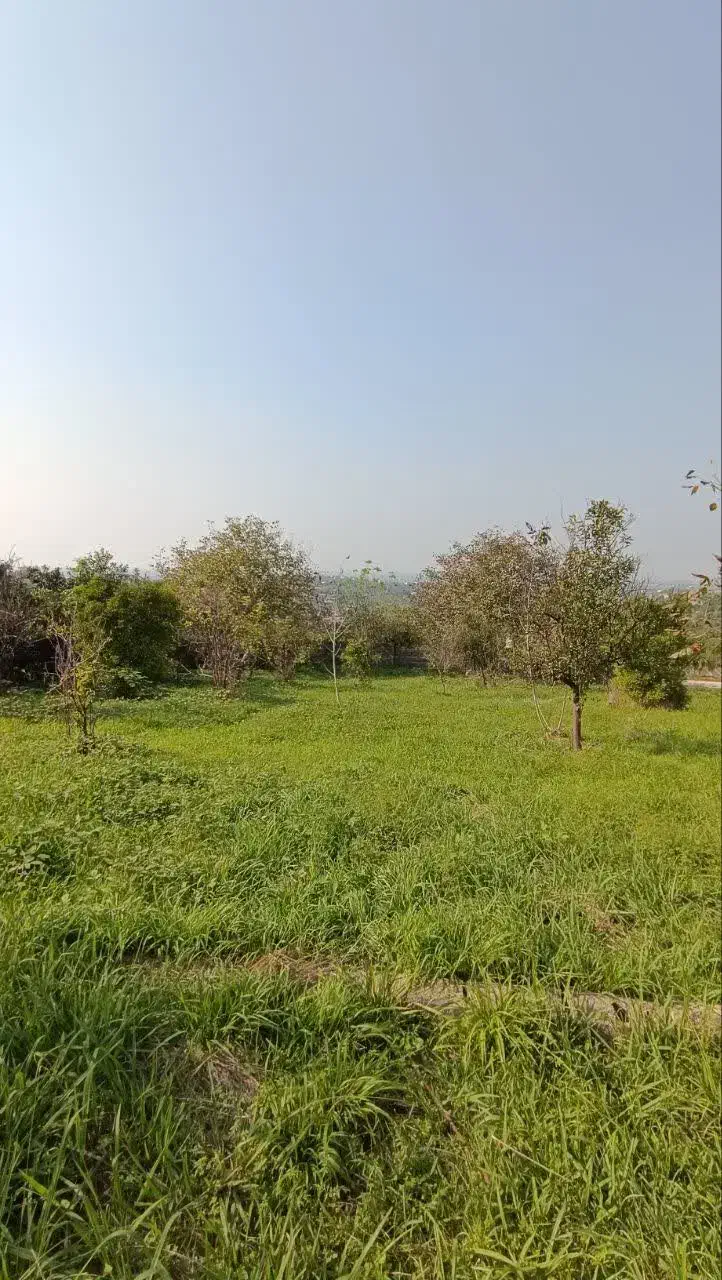 زمین باغ ویودار بزچفت بابلکنار|فروش زمین و ملک کلنگی|بابل, |دیوار