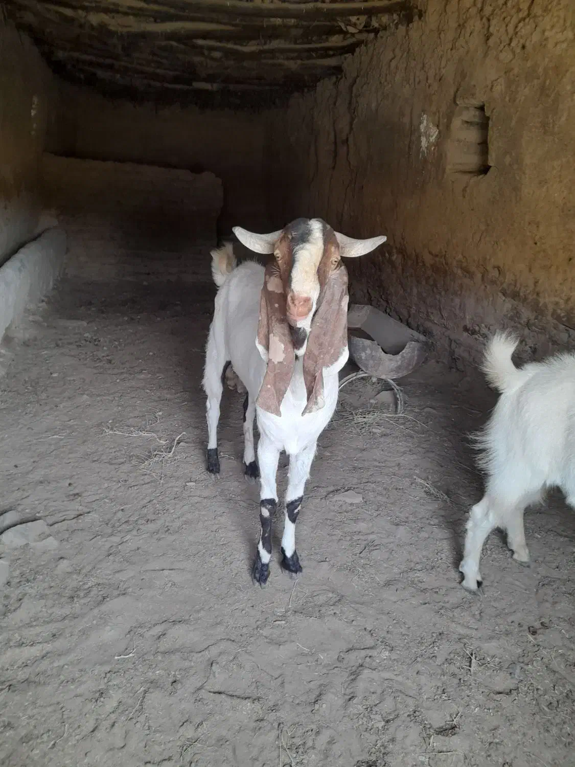 نر بز امریکایی|حیوانات مزرعه|طرقبه, |دیوار