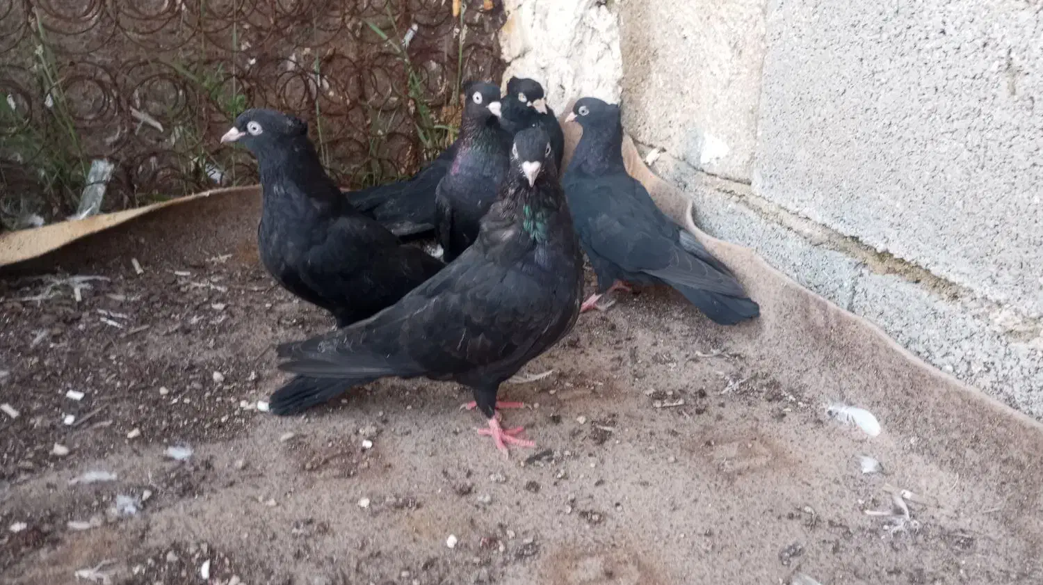 کبوتر زاغ آبادانی|پرنده|جم, |دیوار