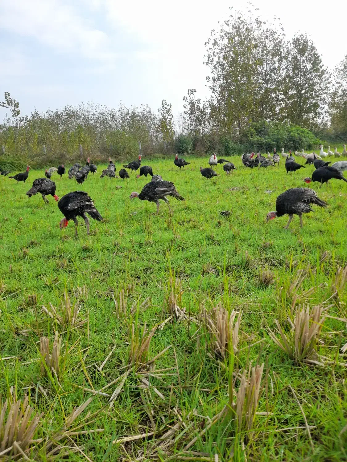 بوقلمون|حیوانات مزرعه|سنگر, |دیوار