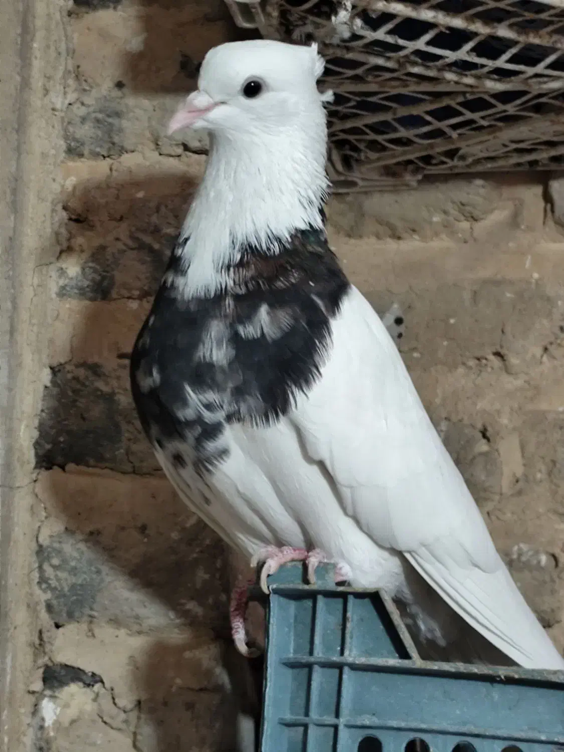 طوقی و اشعل سیاه|پرنده|شوشتر, |دیوار