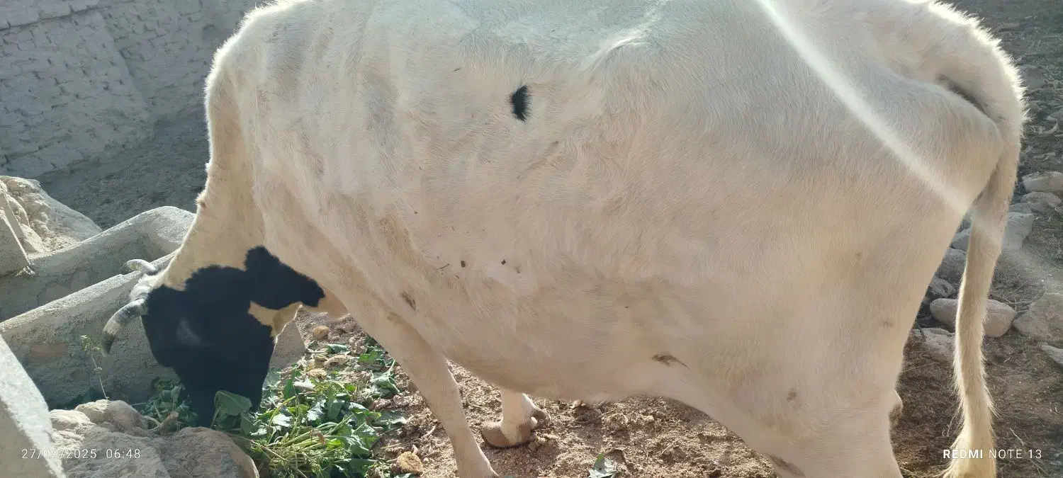 گاو زاییده طبس مسینا|حیوانات مزرعه|درمیان, |دیوار