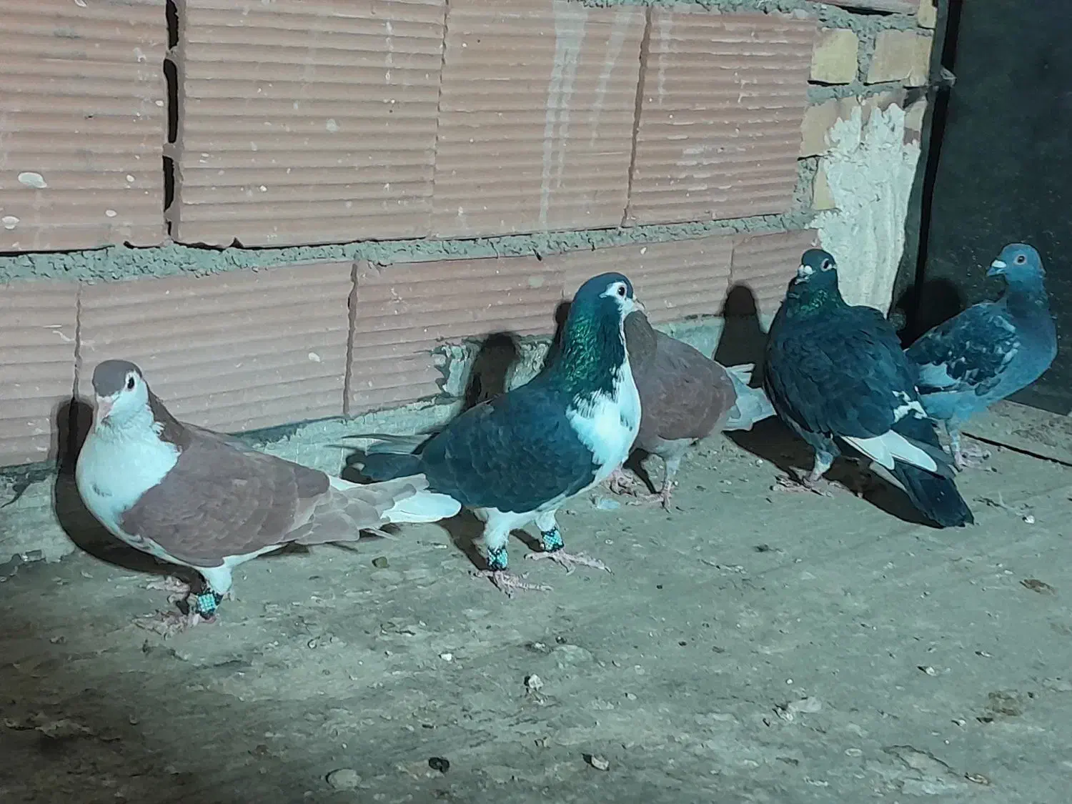 کبوتر رنگی|پرنده|پاکدشت, پاکدشت (مامازند)|دیوار