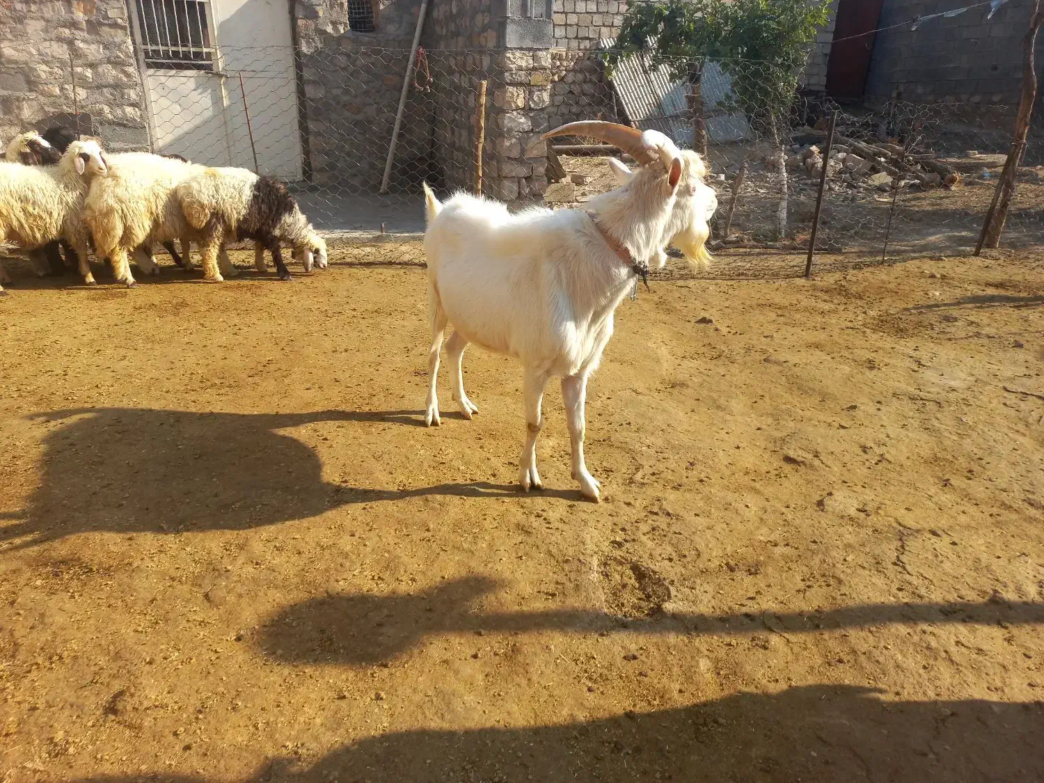 نربز سانن بزغاله پارساله|حیوانات مزرعه|گیلان غرب, |دیوار