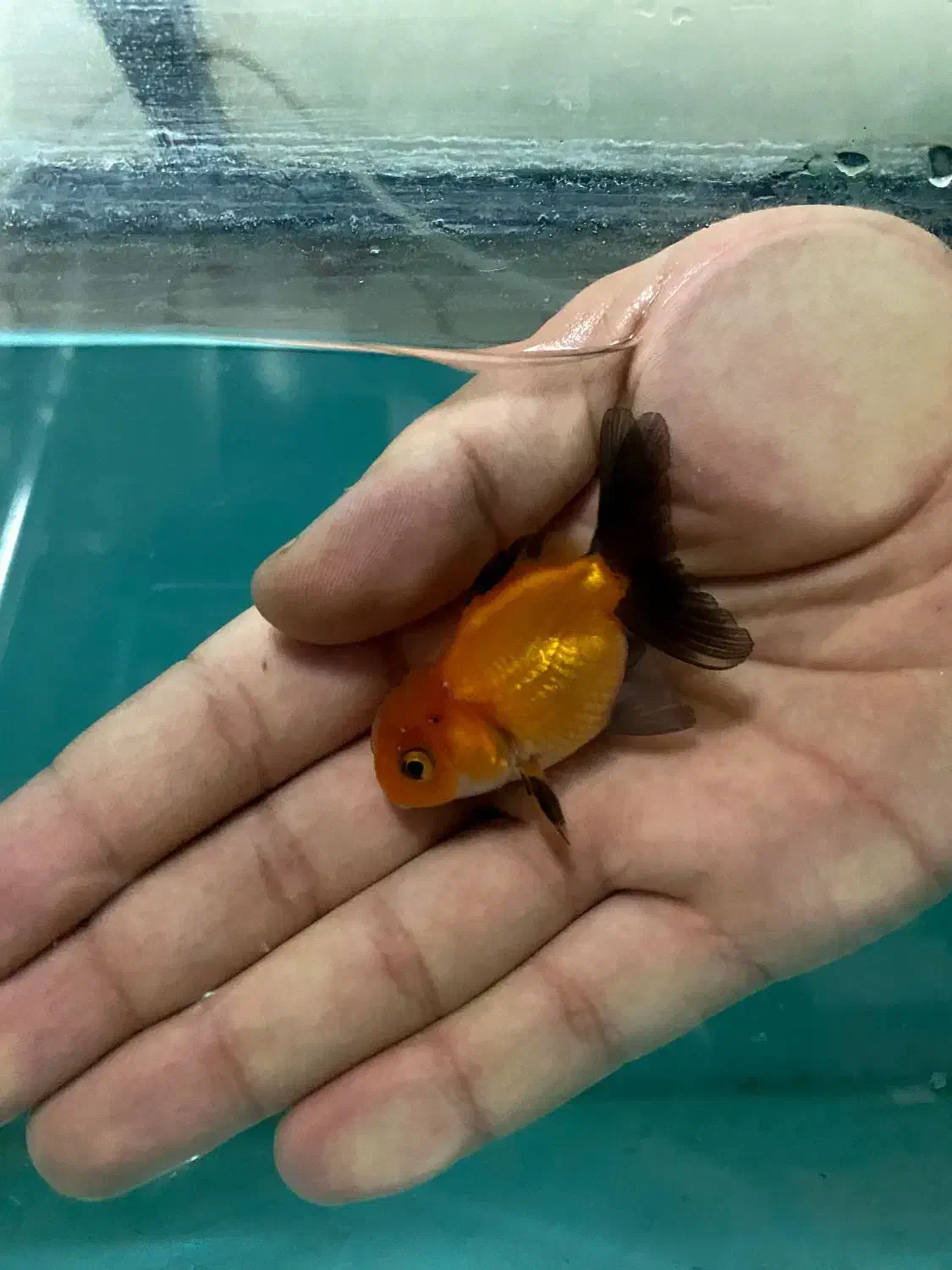 گلدفیش.گوپی.فایتر.اکواریوم|ماهی|ری, شهید بهشتی|دیوار