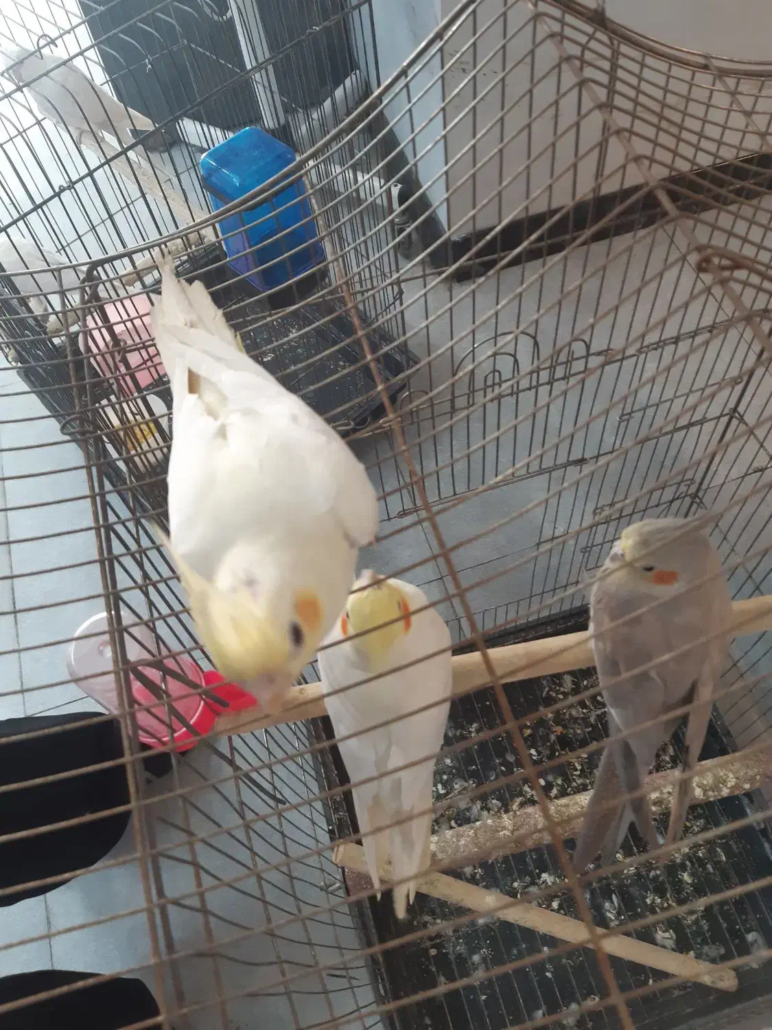 جفت مولد همراه با یک جوجه|پرنده|باقرشهر, |دیوار