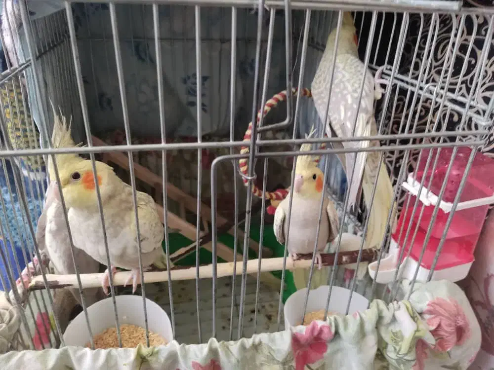 عروس هلندی|پرنده|کرج, شهرک جهان‌نما|دیوار