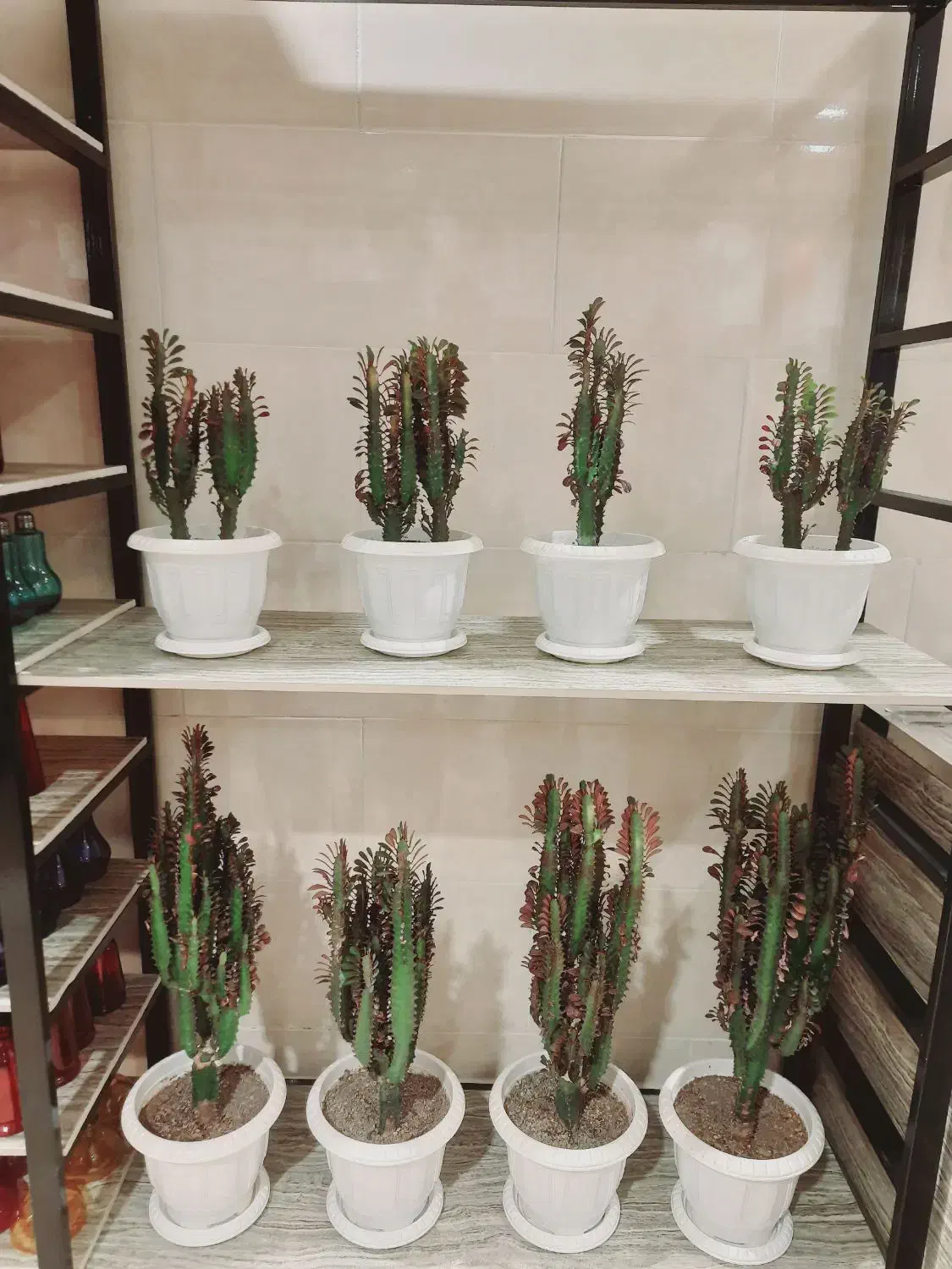 فروش هدایای مناسبتی (به قیمت تولیدی)|گل و گیاه طبیعی|رفسنجان, |دیوار