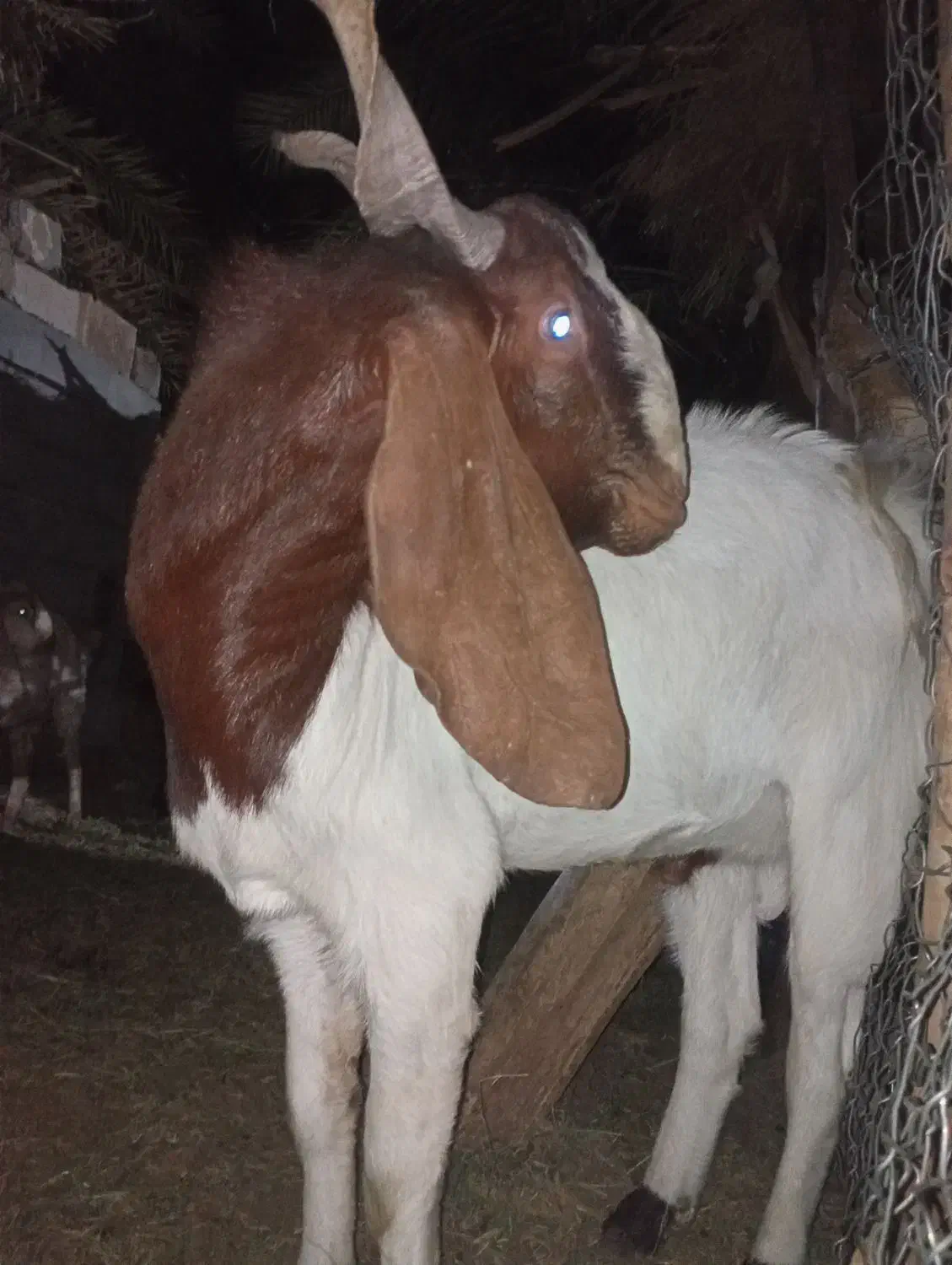 نری پاکستانی|حیوانات مزرعه|بم, |دیوار