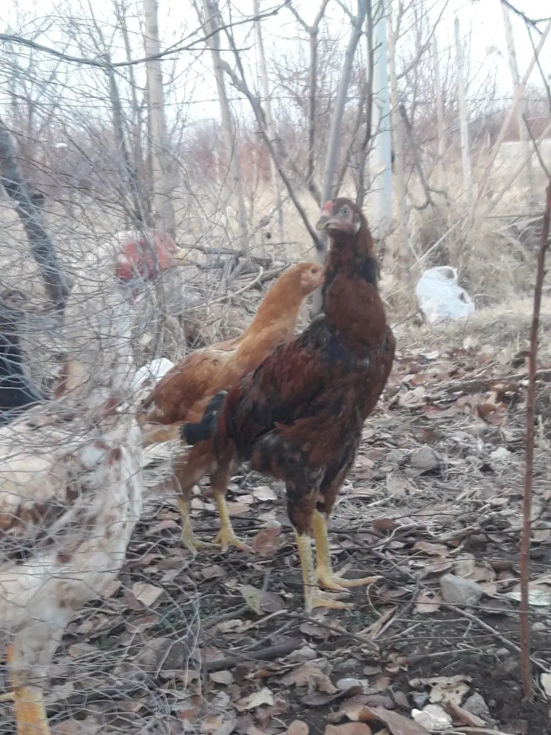 خروس|حیوانات مزرعه|مشگین شهر, |دیوار