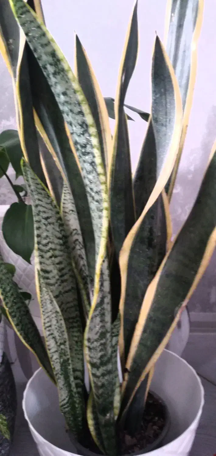 گل های زیبا|گل و گیاه طبیعی|آستارا, |دیوار