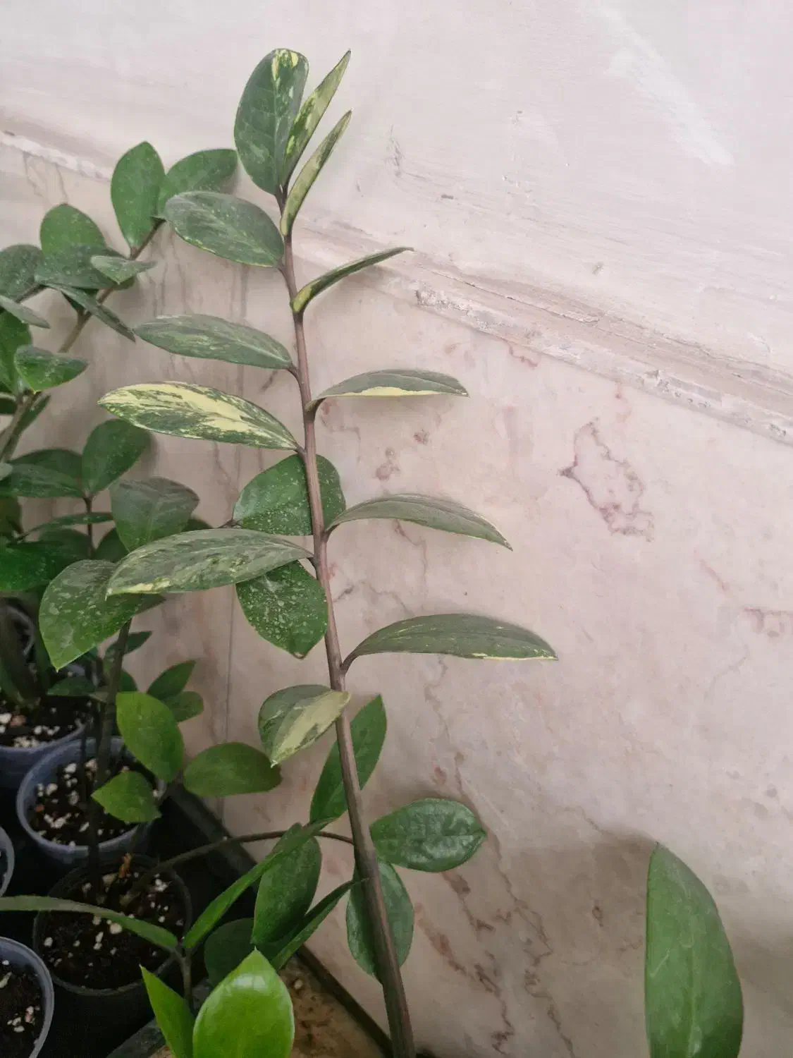 زامفولیا ابلق تایلندی|گل و گیاه طبیعی|تهران, تهرانپارس غربی|دیوار