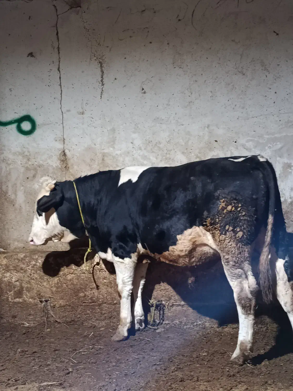 گوساله|حیوانات مزرعه|نظر کهریزی, |دیوار