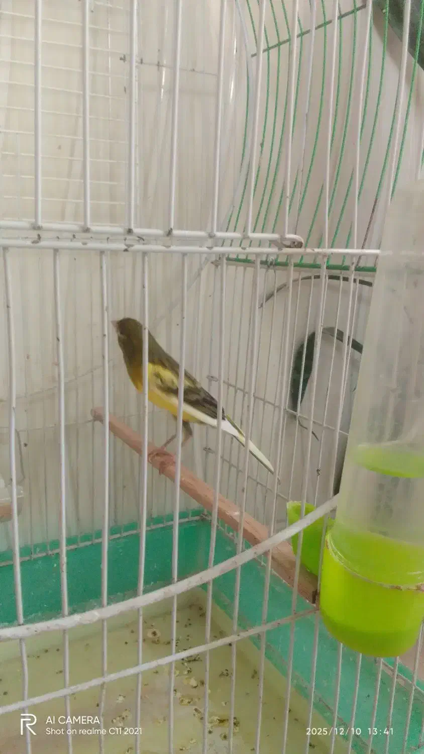 قناری نر شش دانگ مست . آماده|پرنده|سرپل ذهاب, |دیوار