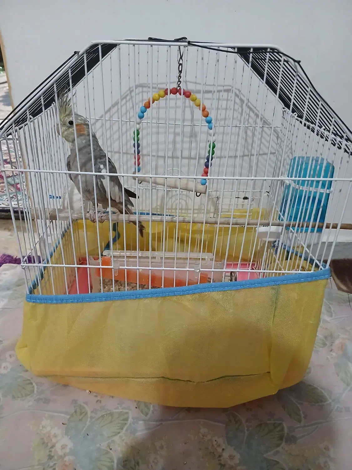 عروس هلندی|پرنده|رشت, دخانیات|دیوار