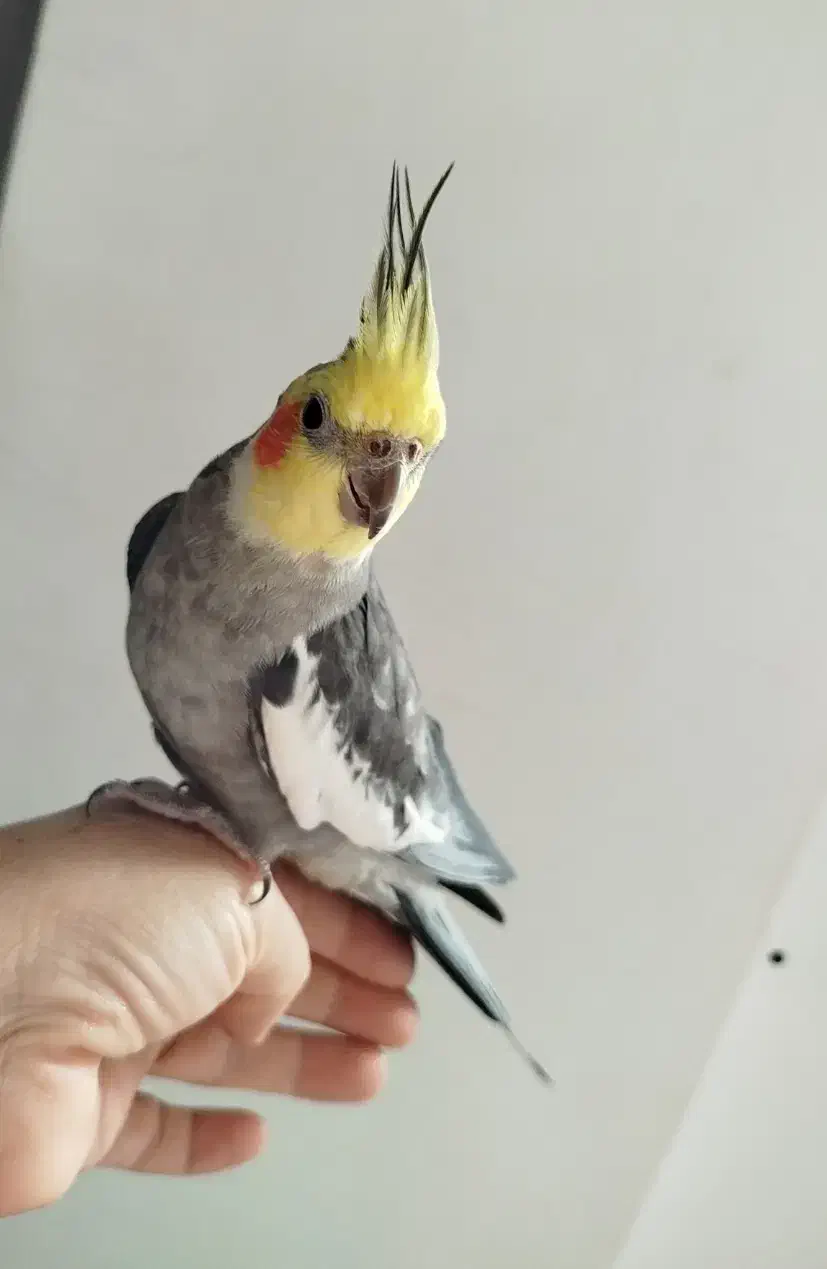 یک جفت عروس هلندی جوان و رام، نر سخنگو|پرنده|بندر انزلی, پاسداران|دیوار