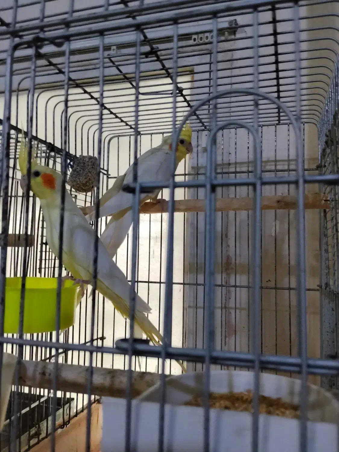 عروس‌هلندی|پرنده|نمین, |دیوار