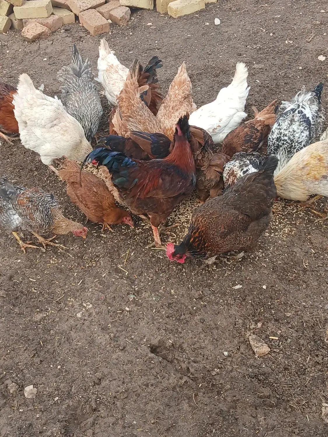 مرغ وخروس|حیوانات مزرعه|بیرانوند, |دیوار