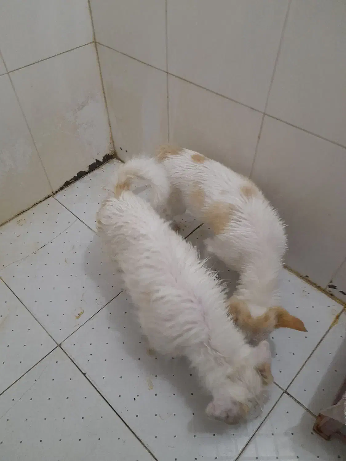 پاپی خوش رنگ و نژاد دار|سگ|ساوه, |دیوار