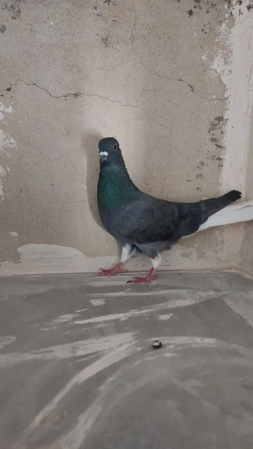 دم سفید|پرنده|الوند, |دیوار