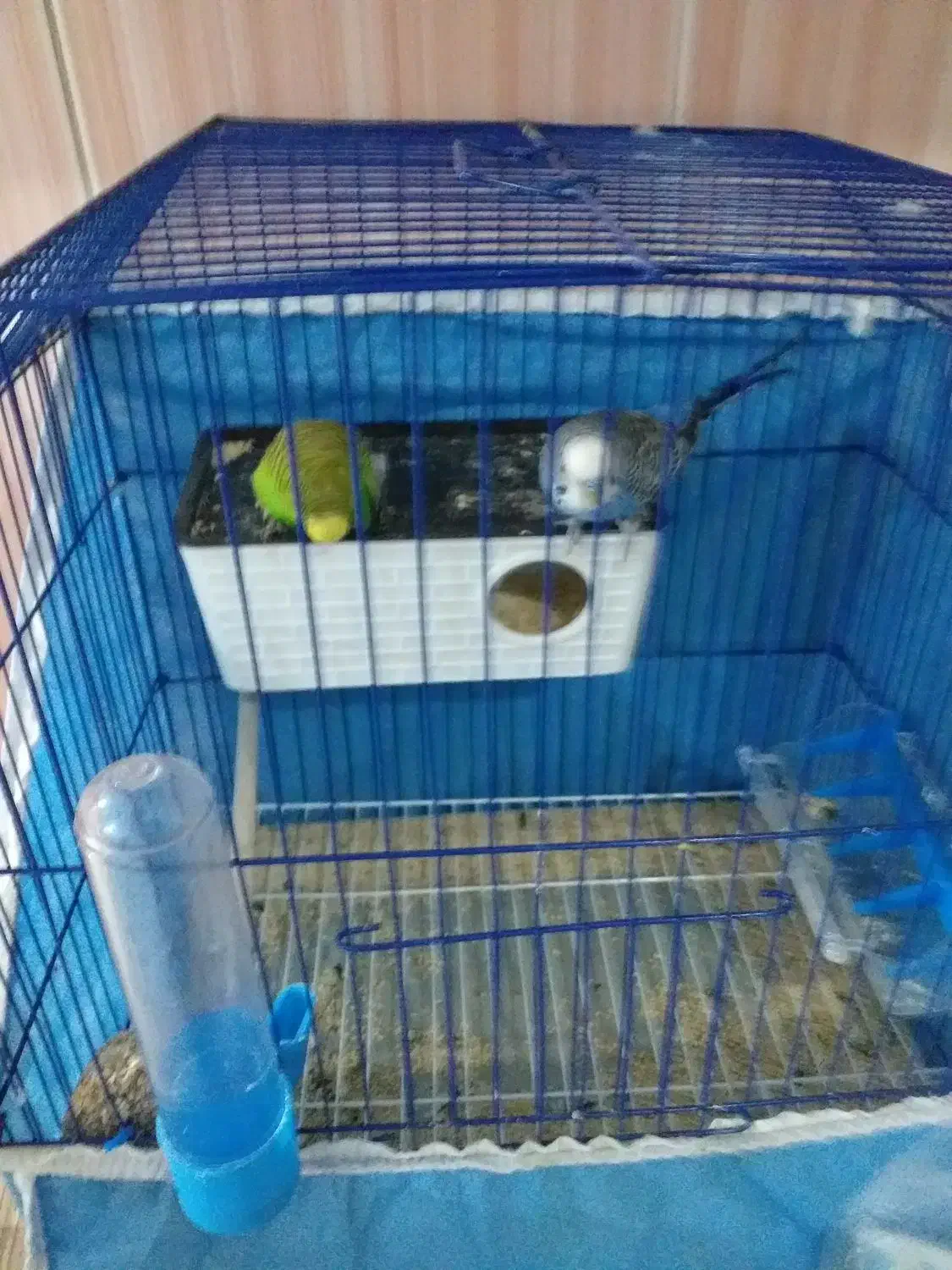 مرغ عشق|پرنده|نورآباد, |دیوار