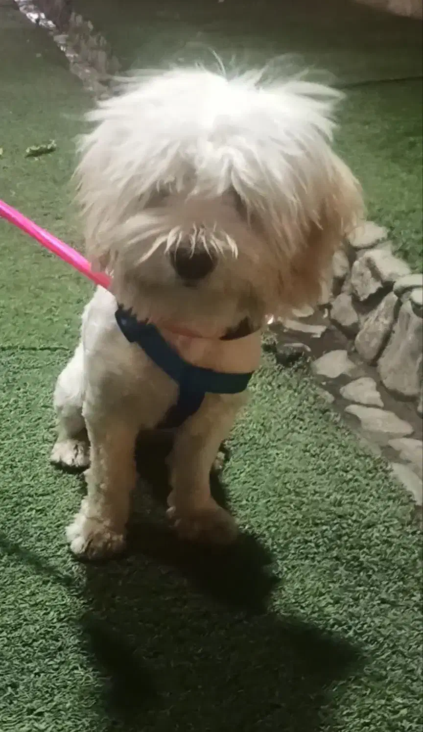 سگ اشپیز|سگ|قدس, شهر‌قدس|دیوار