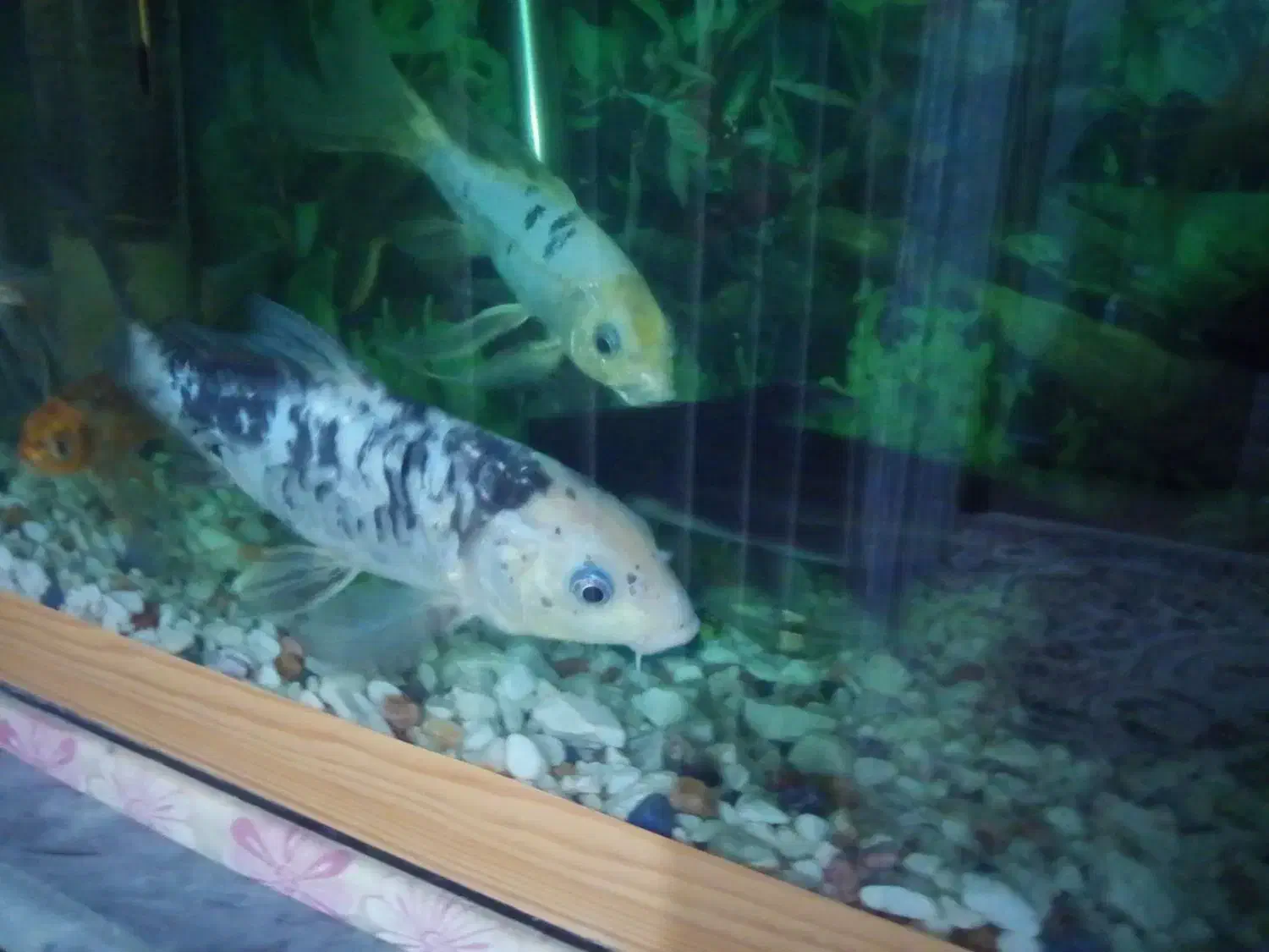 ماهی کوی گیاه خوار|ماهی|زابل, |دیوار