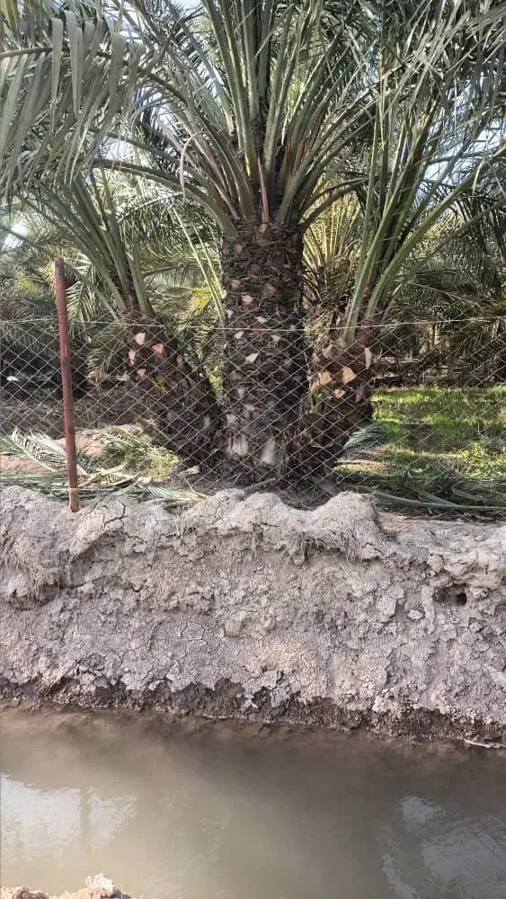 فاروش پاجوش ازآبادان|خدمات باغبانی و درختکاری|برازجان, |دیوار