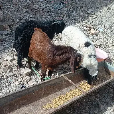 انواع بره کره میش گوشتی  بفروش می‌رسد زابل باهنر|حیوانات مزرعه|زابل, |دیوار