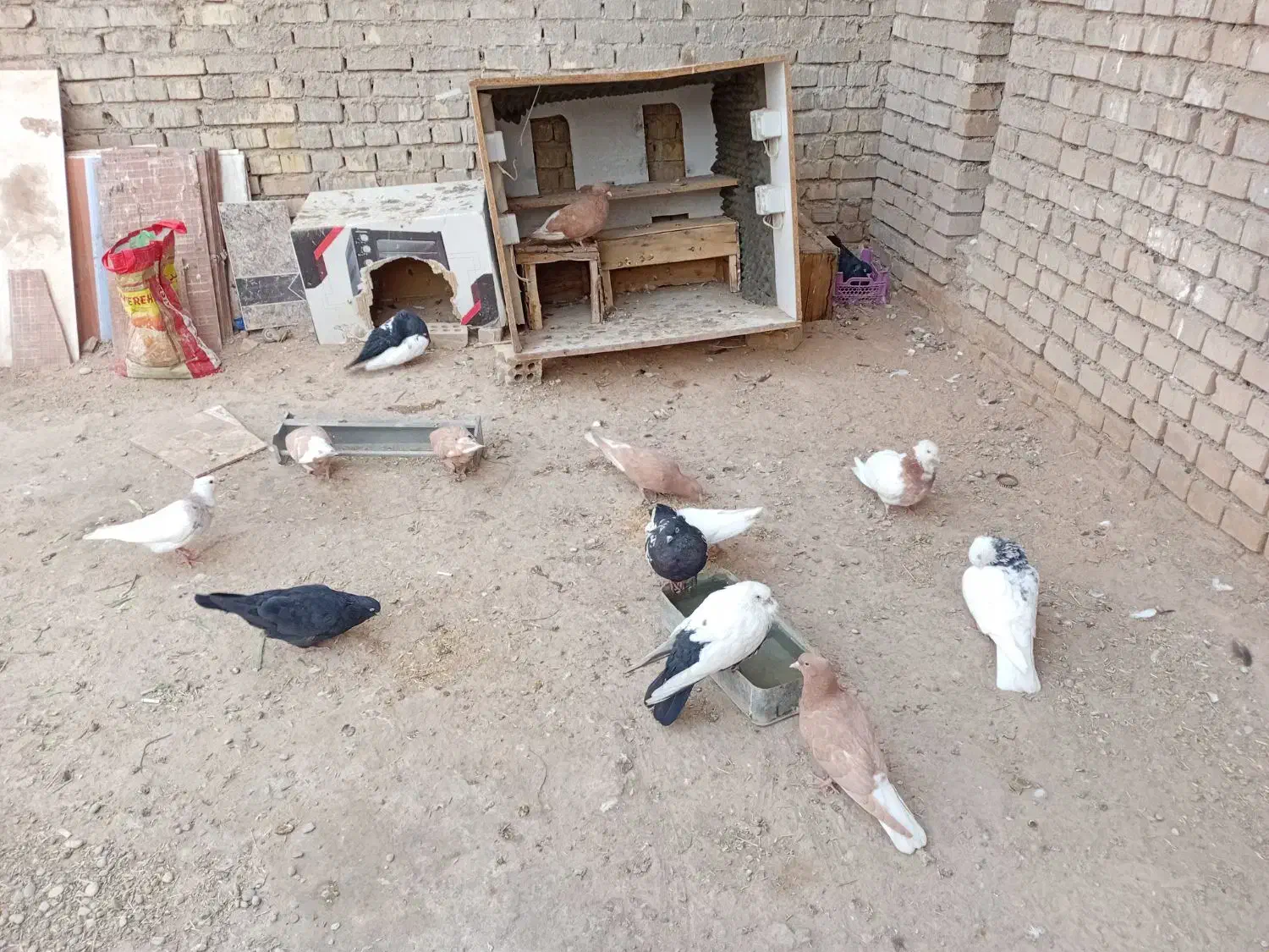 ۱۴عددکفتر|پرنده|کارون, |دیوار