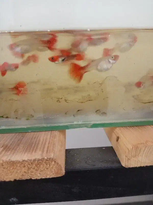 ماهی گوپی و دمشمیری و آکواریوم و لوازمش|ماهی|نجف‌آباد, امیرآباد|دیوار