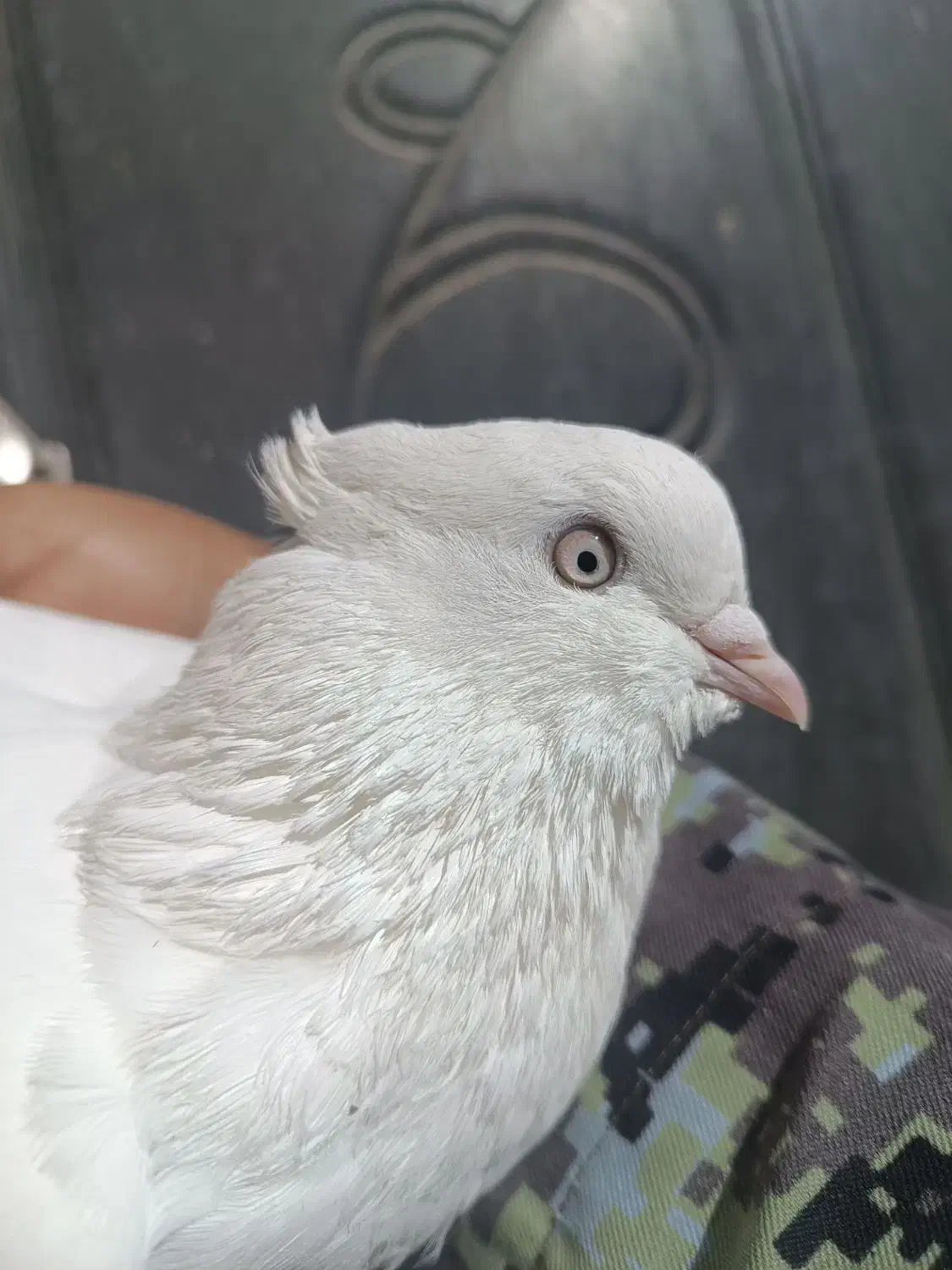 انواع سفید چشمدار|پرنده|توکهور, |دیوار