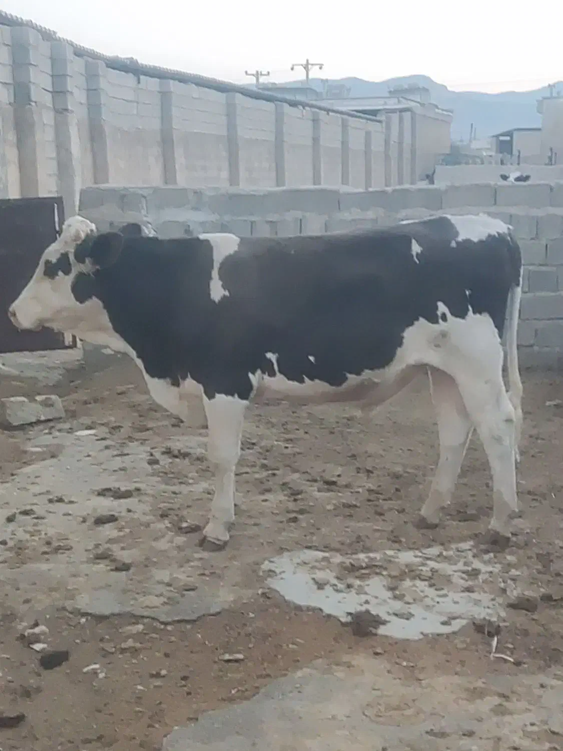 گوساله نر سیمینتال گاو|حیوانات مزرعه|شیراز, ظفرآباد|دیوار