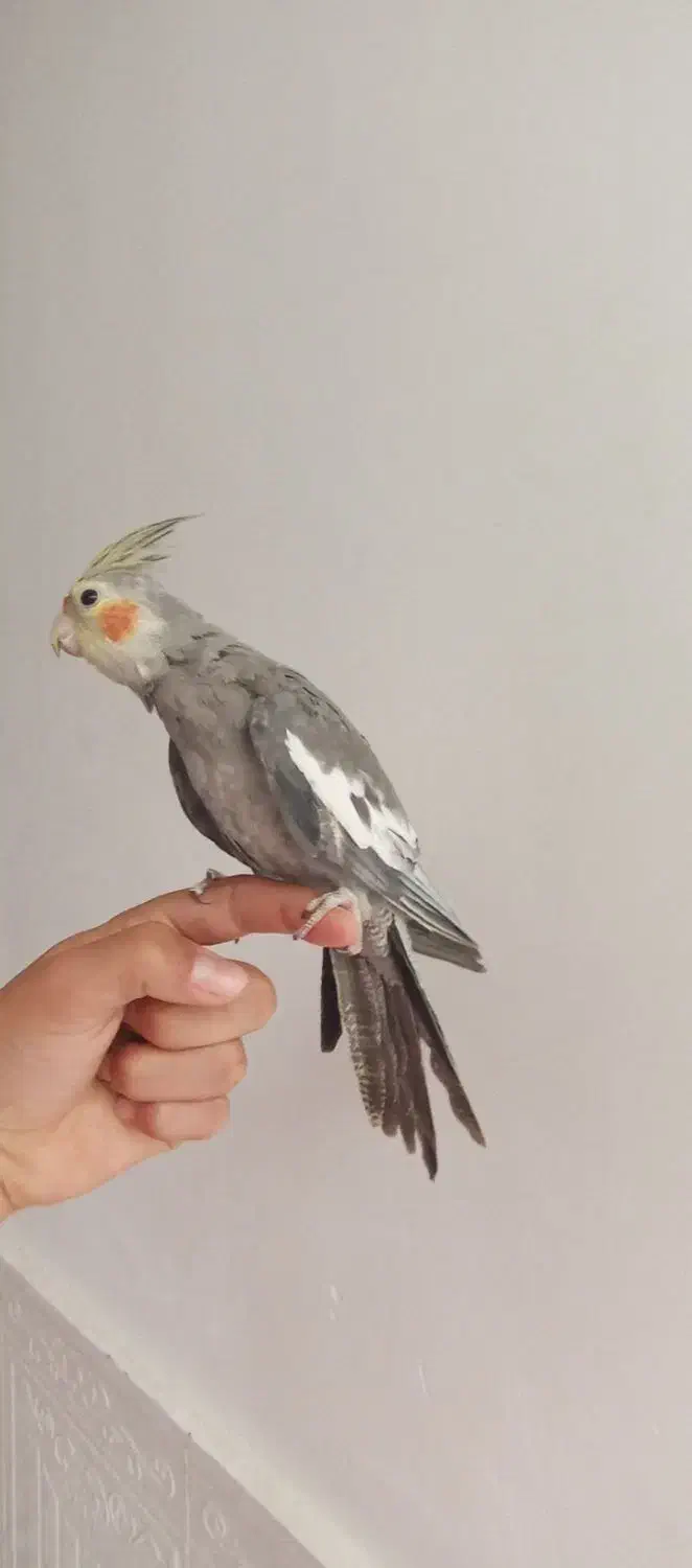 یک عدد عروس هلندی برای فروش|پرنده|یاسوج, |دیوار