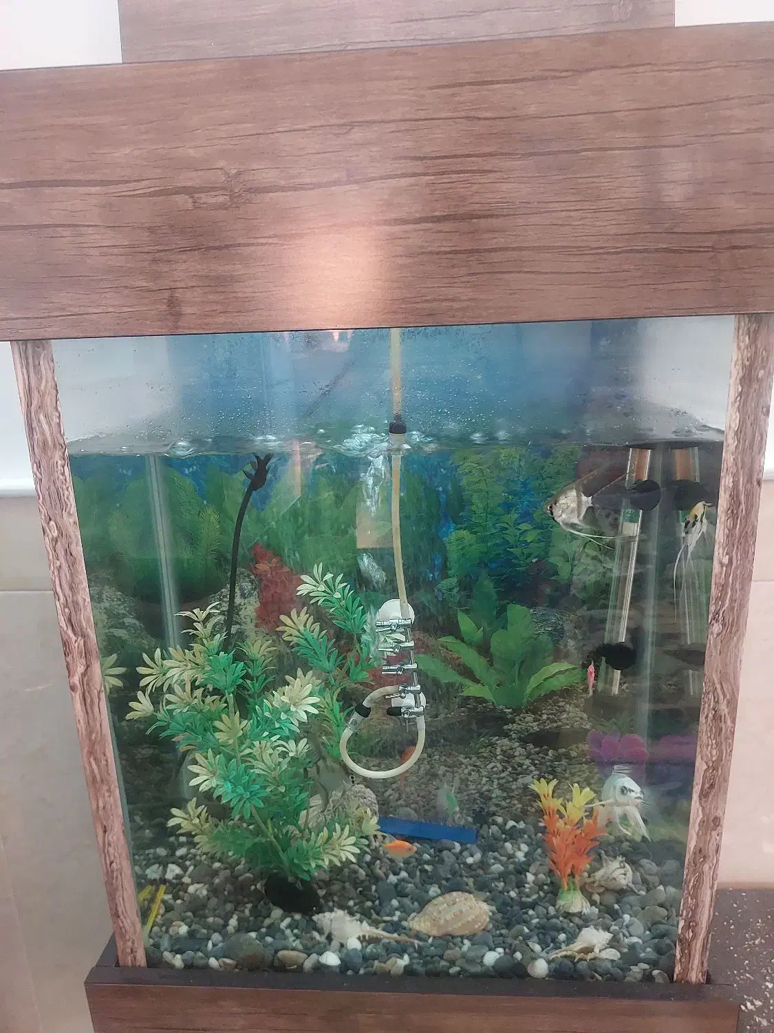 آکواریوم کمدی باماهی وپمپ|ماهی|قم, باغ کرباسی|دیوار