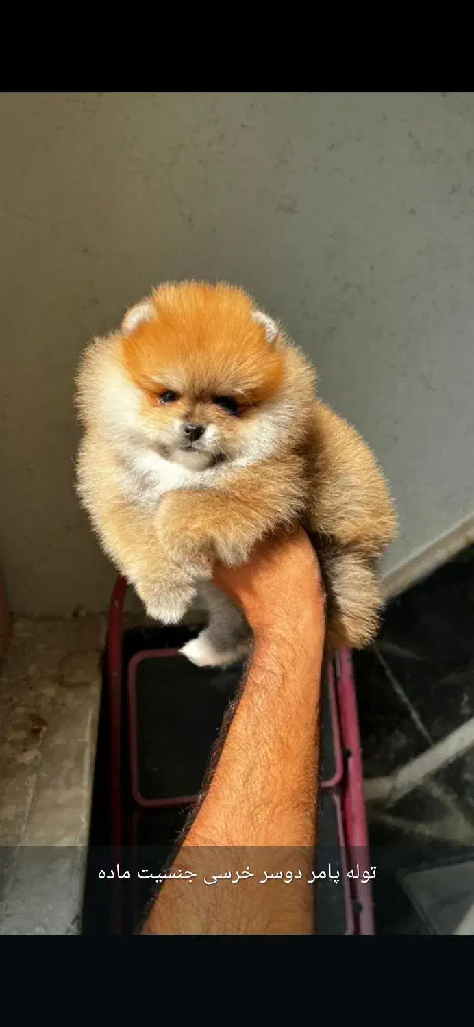 واگذاری توله خرسی|سگ|شیراز, دکتر حسابی|دیوار