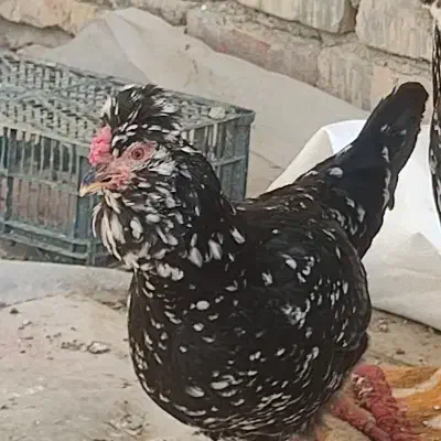 تخم‌مرغ گلین|حیوانات مزرعه|مرودشت, ژیان|دیوار