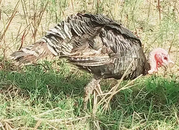 بقلمون نر معاوضه با ماده شاقاجی|حیوانات مزرعه|سنگر, |دیوار