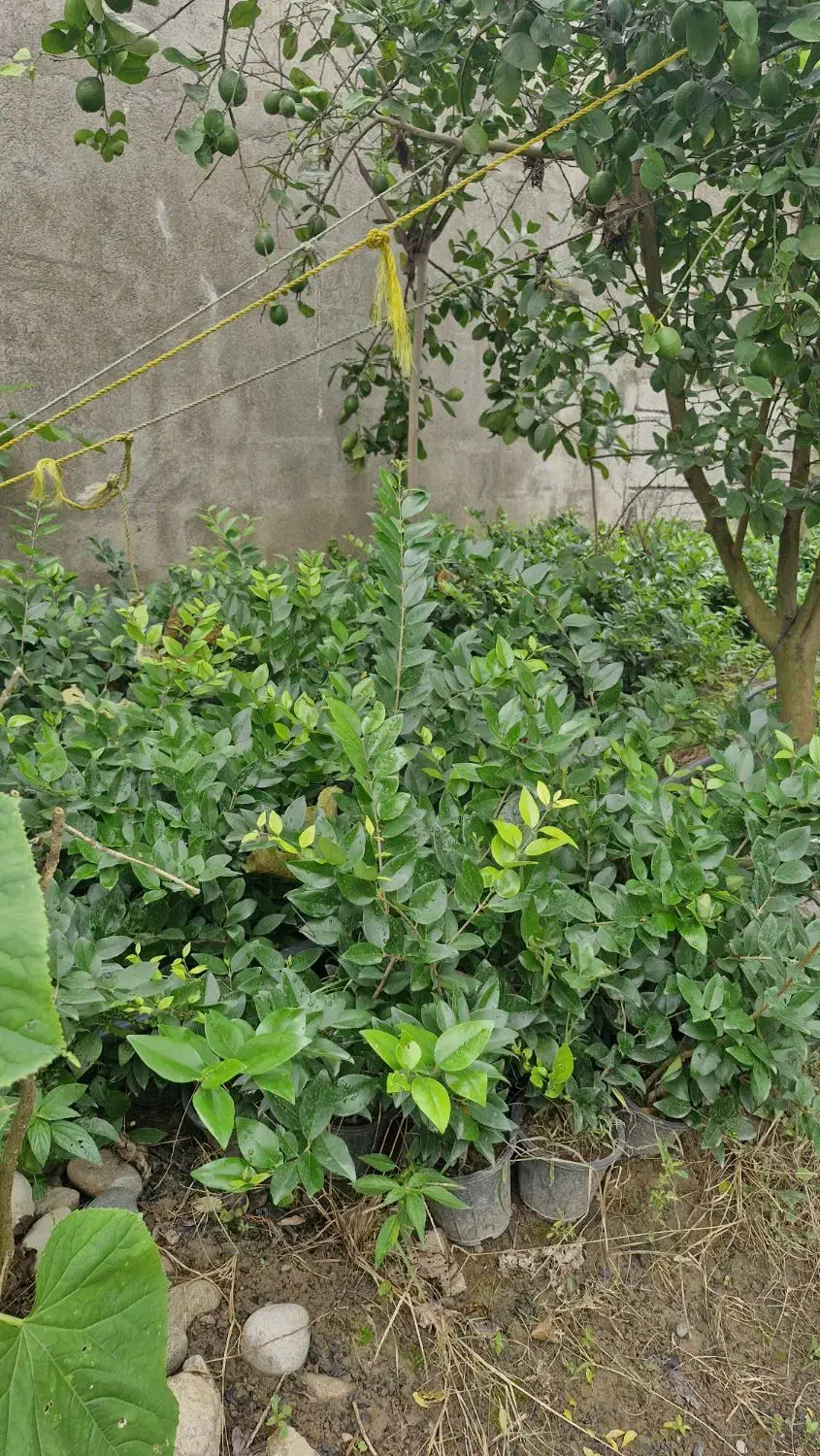 فروش گل و گیاه|گل و گیاه طبیعی|رودسر, |دیوار