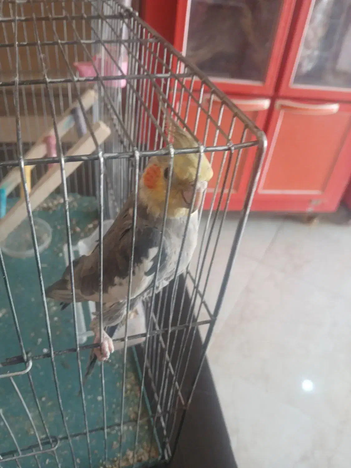 عروس هلندی نر دستی|پرنده|سرپل ذهاب, |دیوار