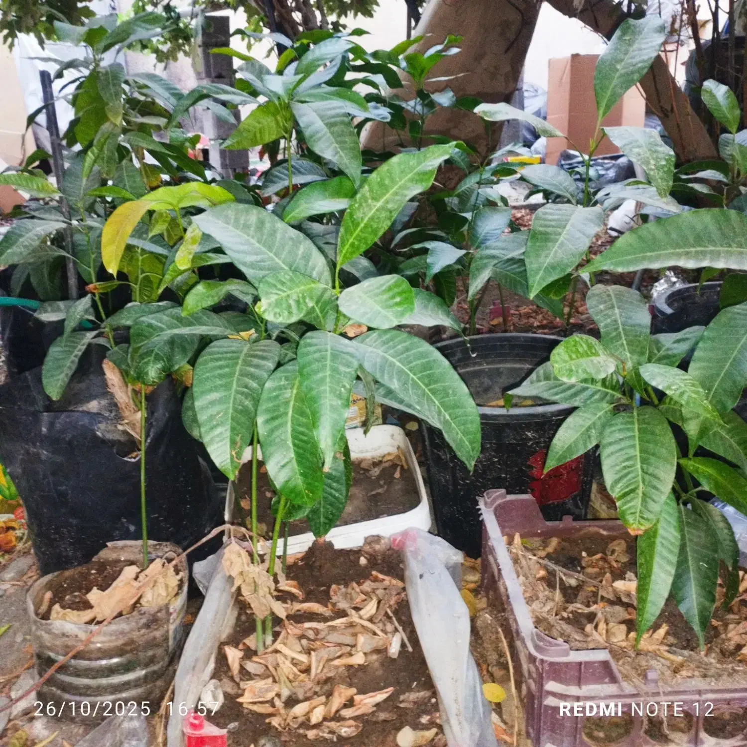 نهال انبه|گل و گیاه طبیعی|میناب, |دیوار