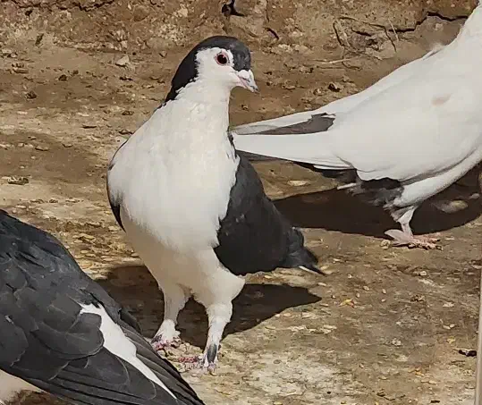 کبوتر چادری|پرنده|بیجار, |دیوار