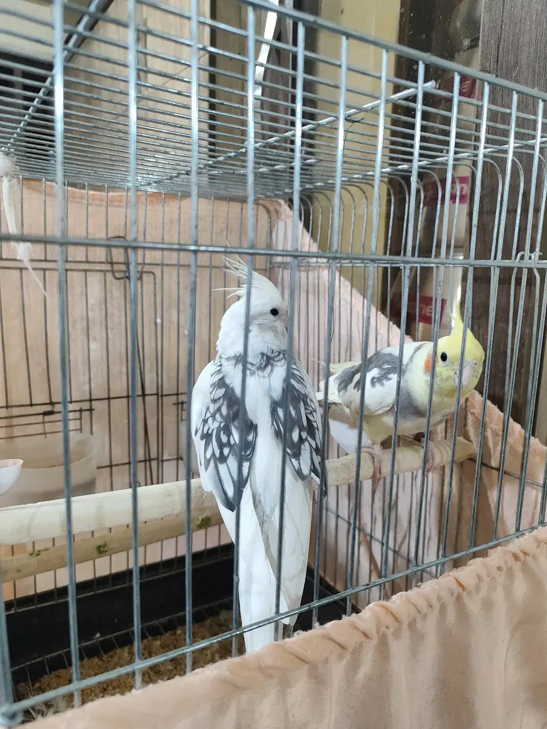 یک جفت عروس هلندی ویک مرغ مینا|پرنده|پاکدشت, شهرک امام رضا|دیوار