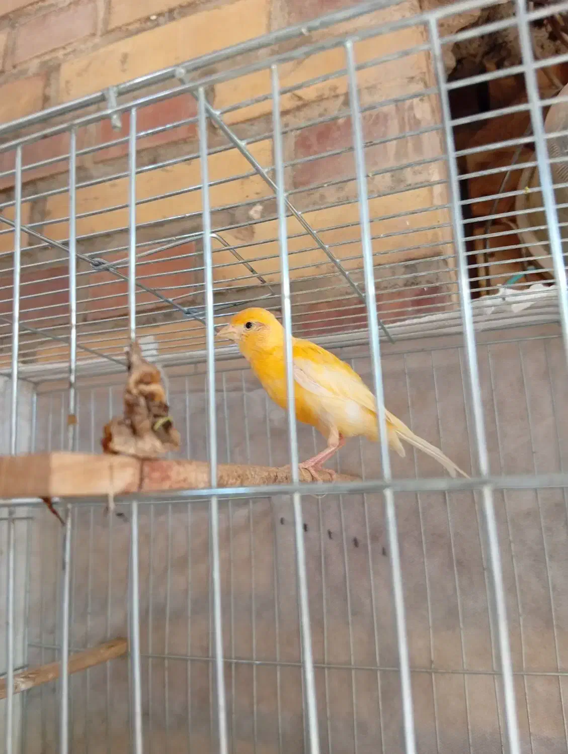 قناری نره|پرنده|شوشتر, |دیوار