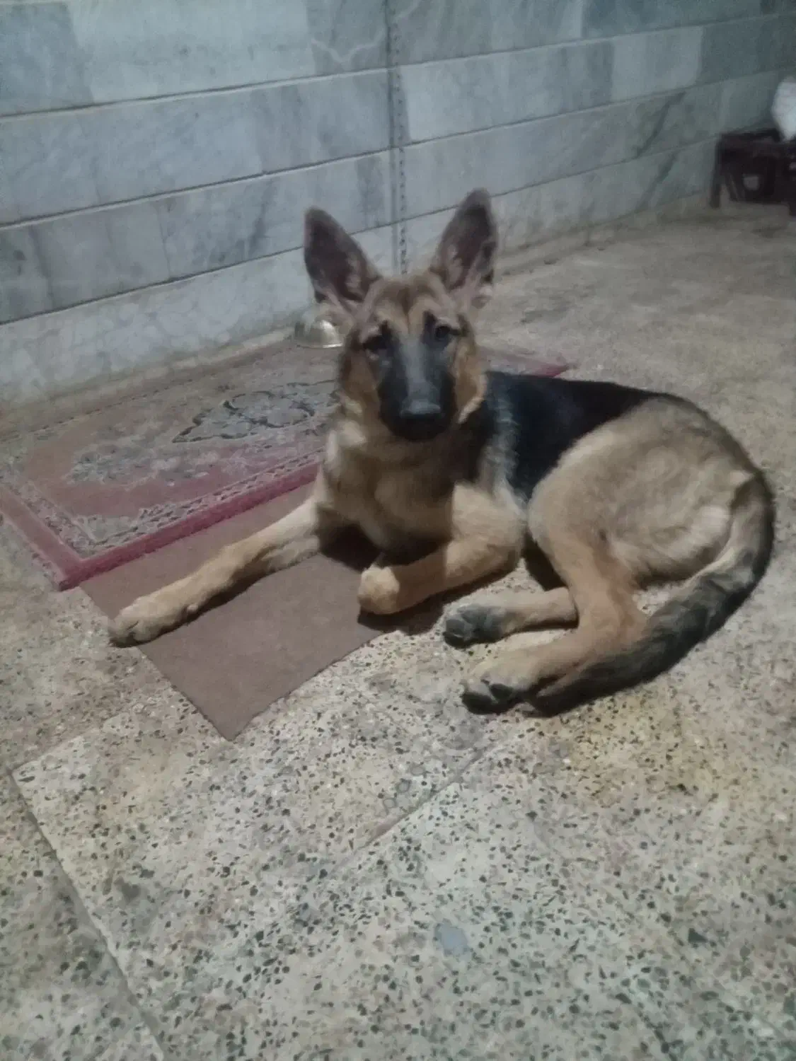 فروش یک سگ ژرمن|سگ|زنجان, |دیوار