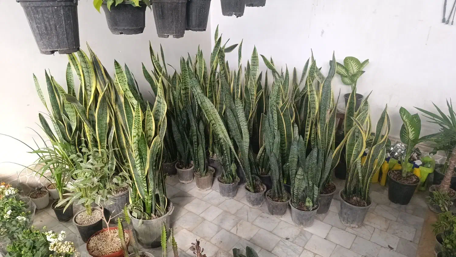 گل طبیعی|گل و گیاه طبیعی|زابل, |دیوار