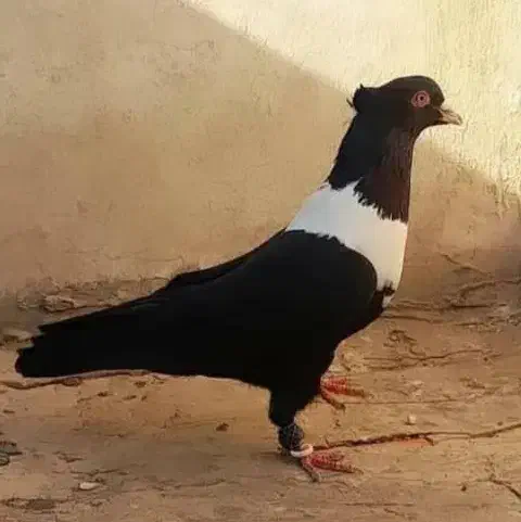 کفتر سینه سیاه|پرنده|شیراز, غدیر شمالی|دیوار