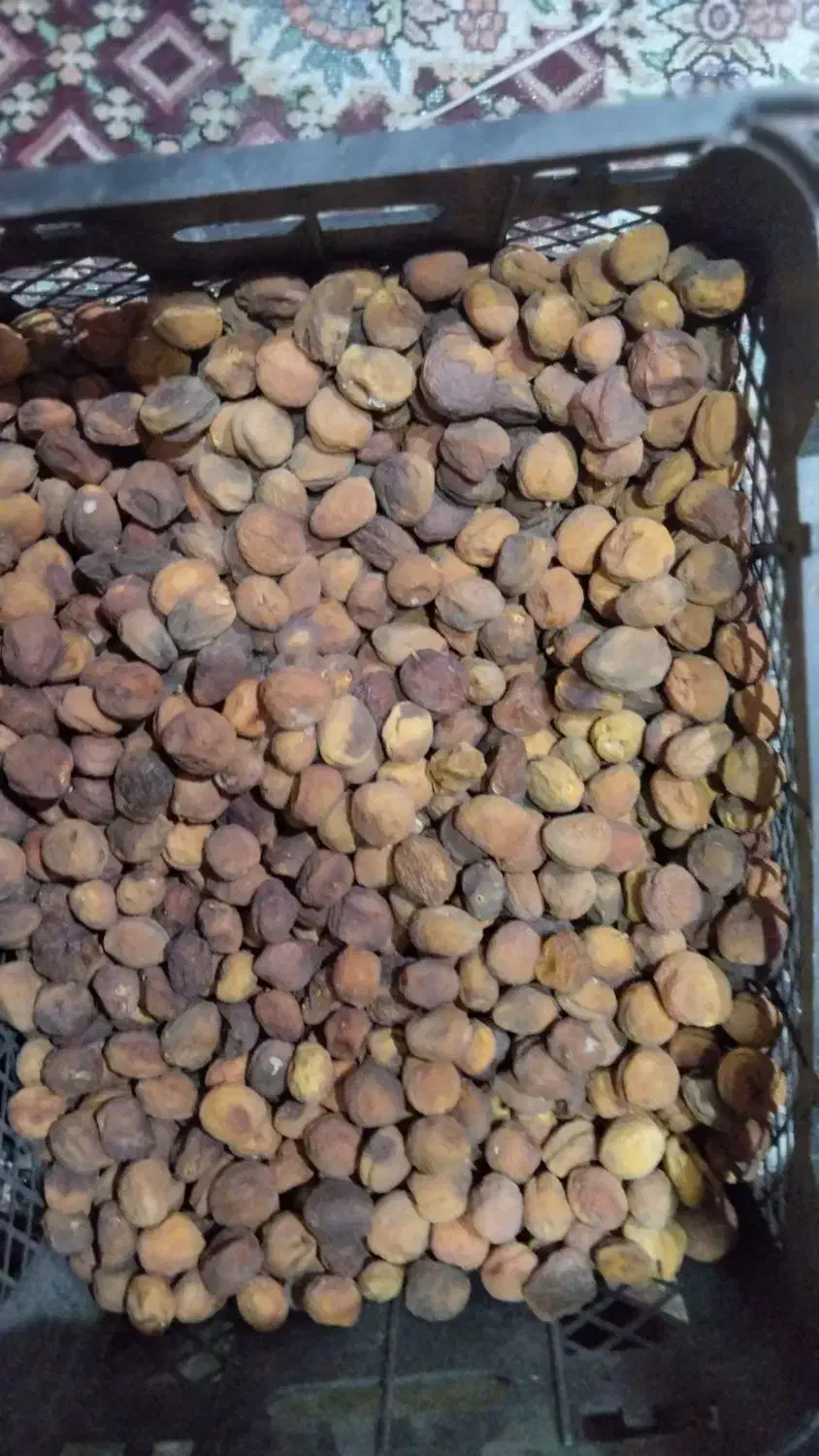 زردآلو تازه امسال|خوردنی و آشامیدنی|انگوران, |دیوار